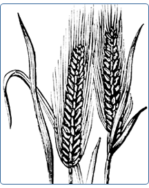 image of wheat