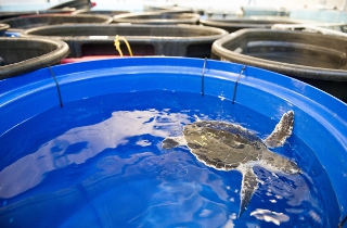 sea turtle in container